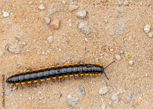Yellow Spotted millipede moving on a ground