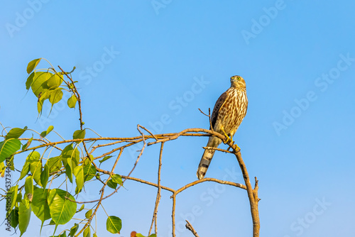 A Sparrow Hawk on a tree looking for prey