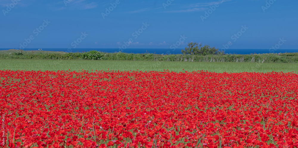 Poppy Field