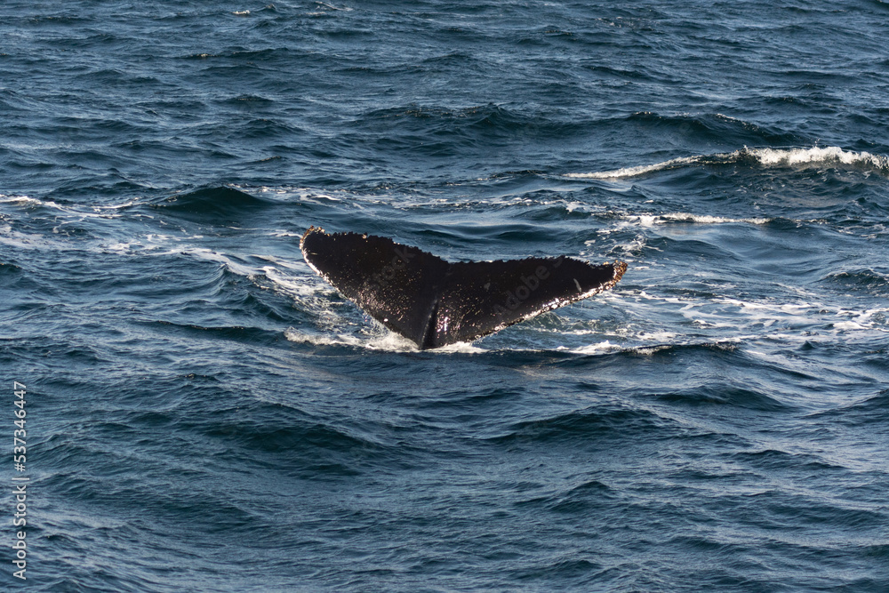 Obraz premium Humpback whale tail