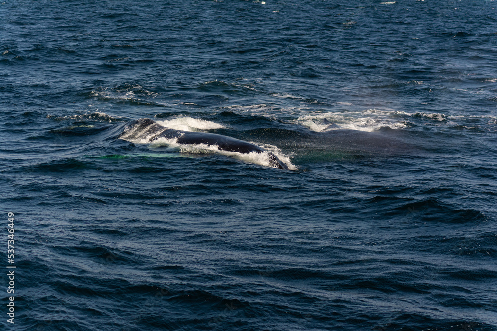 Fototapeta premium Humpback whale at ocean splash