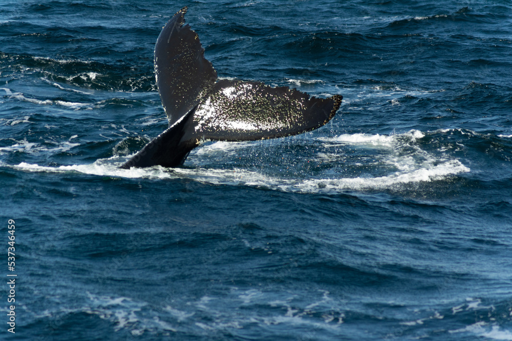 Fototapeta premium Humpback whale tail at ocean front view