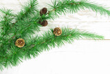 Cedrus deodara branch isolated on  background