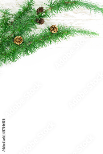 Cedrus deodara branch isolated on  background photo