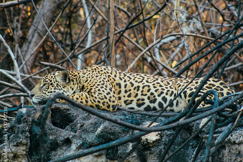 Panthera in the Pantanal