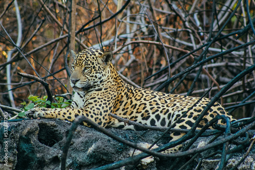 Jaguar in the tree