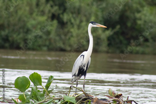 great blue heron