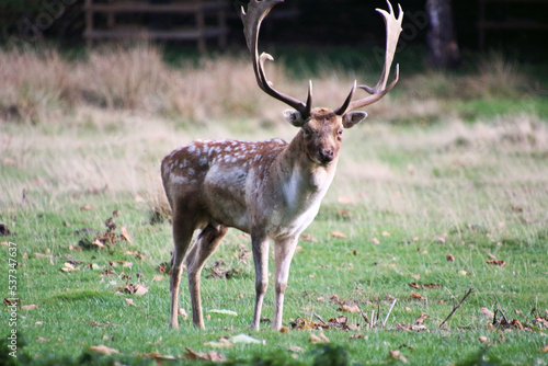 Photography A close up of a Fallow Deer