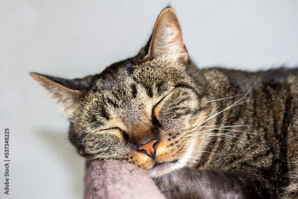 Close up headshot view of a sleeping gray striped tabby cat, with his head propped upon a carpeted cat tree, with white background Close up headshot view of a sleeping gray striped tabby cat, with his head propped upon a carpeted cat tree, with white background
