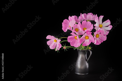 Cuadro en lienzo light pink Cosmos flowers isolated on black background.