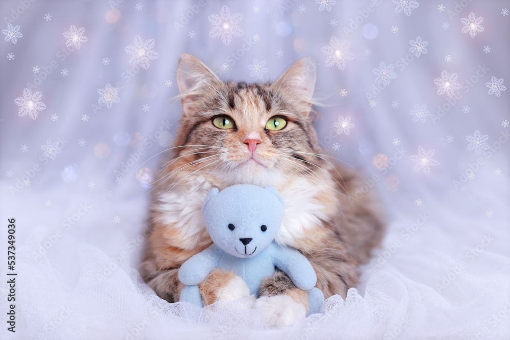 Cute Cat close up. Pet care. Concept of adorable little pets. Merry Christmas. Cat lies with a blue teddy bear and looks at the camera. Portrait of a Kitten. Kitten on a white background. Cute Cat close up. Pet care. Concept of adorable little pets. Merry Christmas. Cat lies with a blue teddy bear and looks at the camera. Portrait of a Kitten. Kitten on a white background.