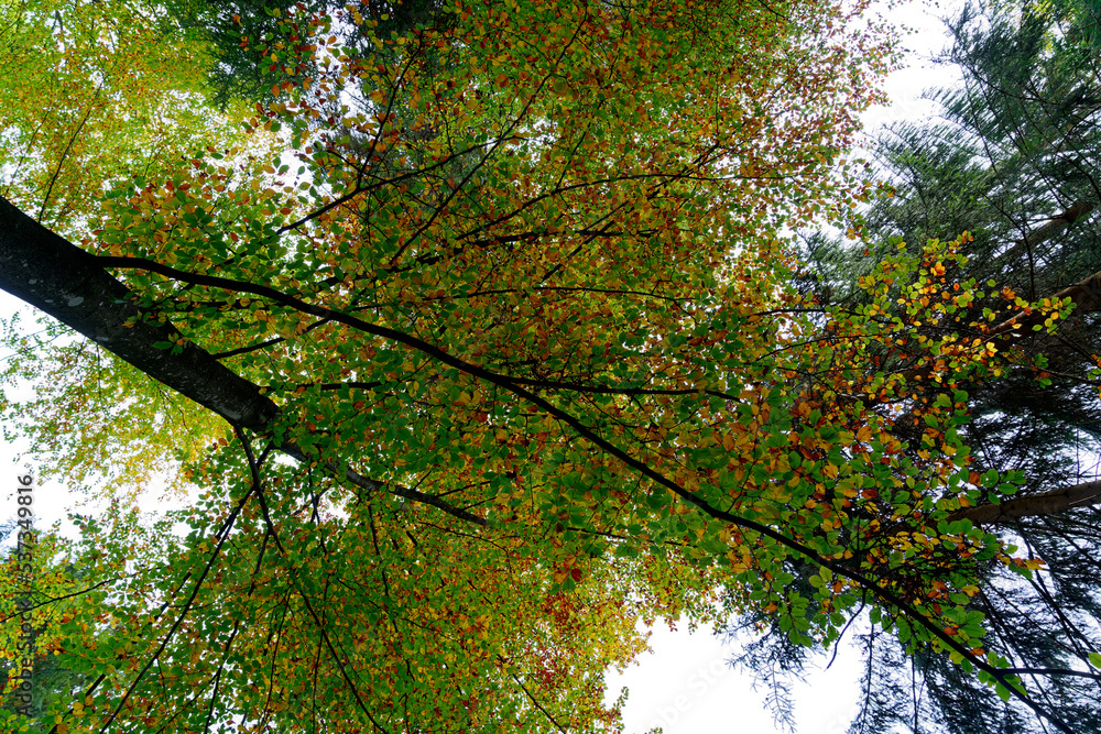 Looking up scenic view of autumn forest with sunbeams on a sunny day. Photo taken October 11th, 2022, Zurich, Switzerland.