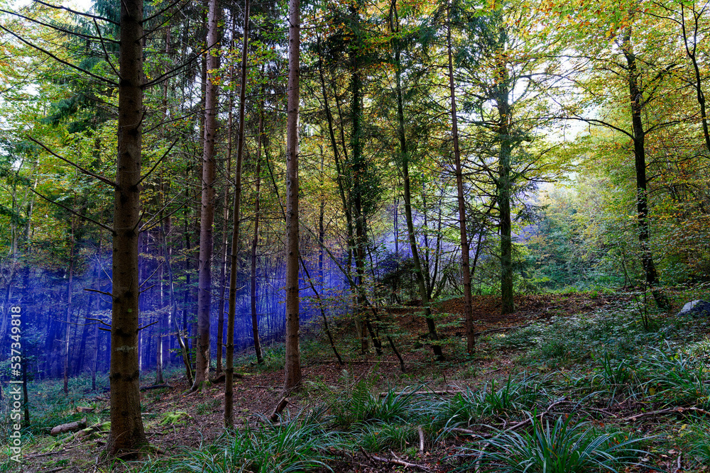 Obraz premium Beautiful scenic view of autumn forest with sunbeams and blue smoke on a sunny day. Photo taken October 11th, 2022, Zurich, Switzerland.