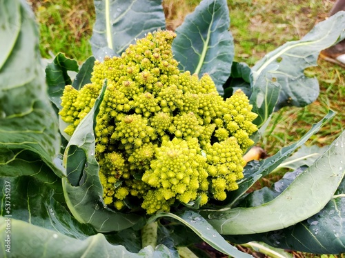 Romanesco cabbage. Brassica oleracea Botrytis Group 'Romanesco'. Brassica cretica. Roman cabbage