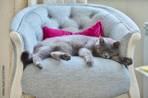 Relaxed lazy funny gray british cat lying sleeping on velvet chair