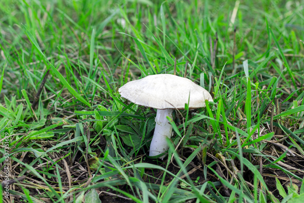 picking mushrooms, picking champignons, mushroom in the grass picking mushrooms, picking champignons, mushroom in the grass