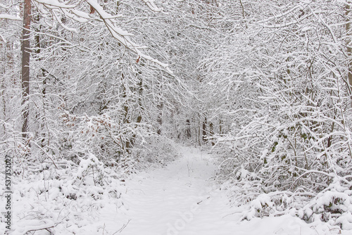 Beautiful forest covered with snow. Path in the snowy forest