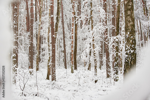 Beautiful Winter landscape, Trees and field covered with snow