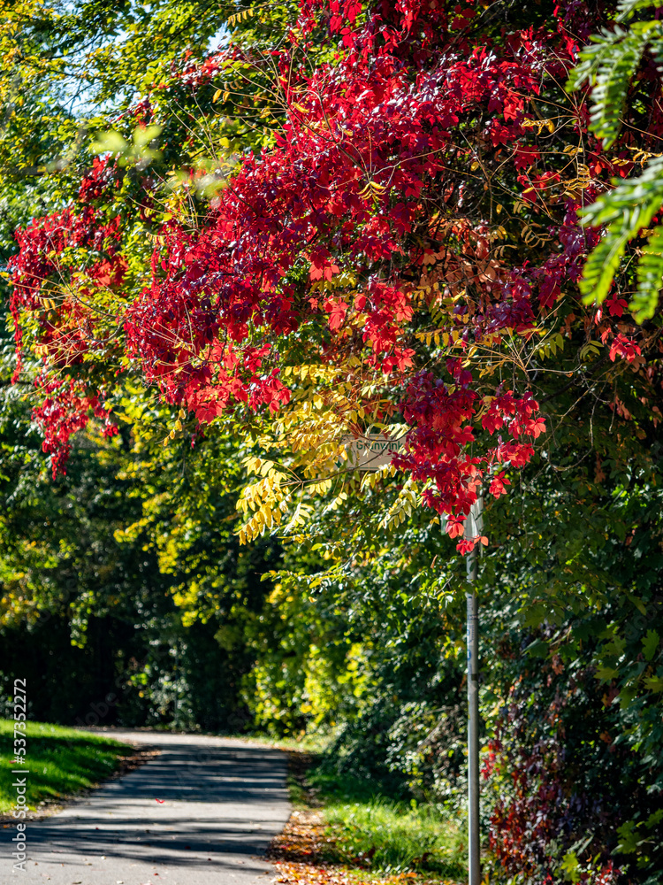 Naklejka premium Natur und Wiesen Landschaft im Herbst