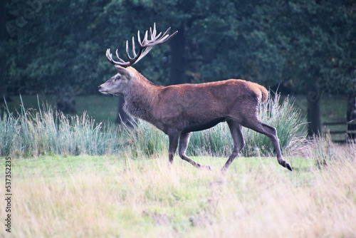 A view of a Red Deer in the Cheshire Countryside
