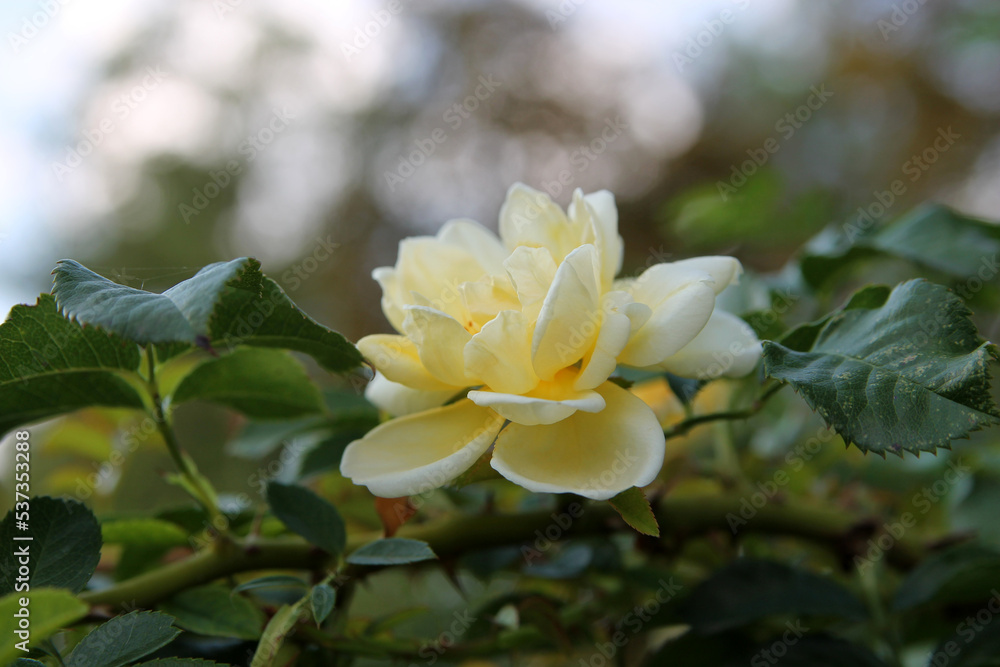 Obraz premium Yellow rose in the autumn garden. natural background