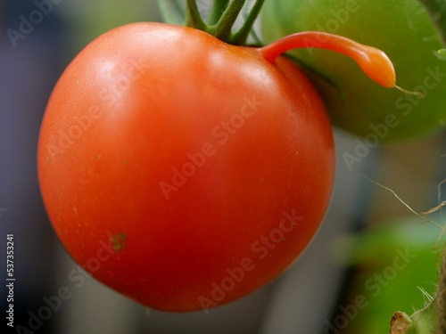 Rare shape tomato
