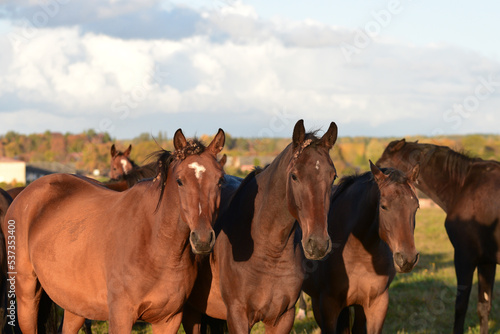 beautiful brown horses graze on the edge of a meadow in an outdoor park in the evening sunset in autumn.