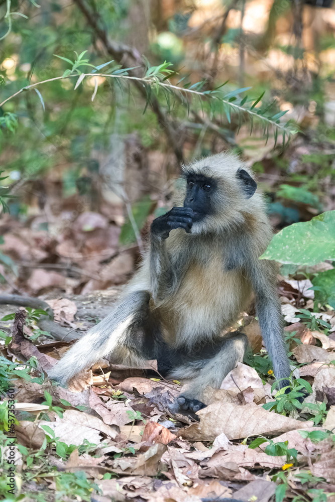 Gray langur, monkey sitting in the forest, India, Madhya Pradesh
