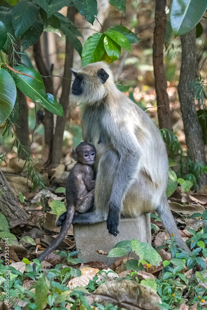 Obraz premium Gray langurs, mother with a baby monkey, India, Madhya Pradesh 