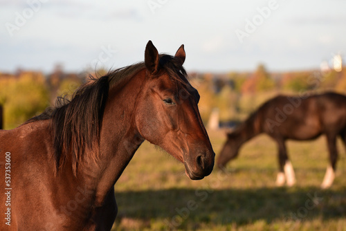 beautiful brown horses graze on the edge of a meadow in an outdoor park in the evening sunset in autumn.