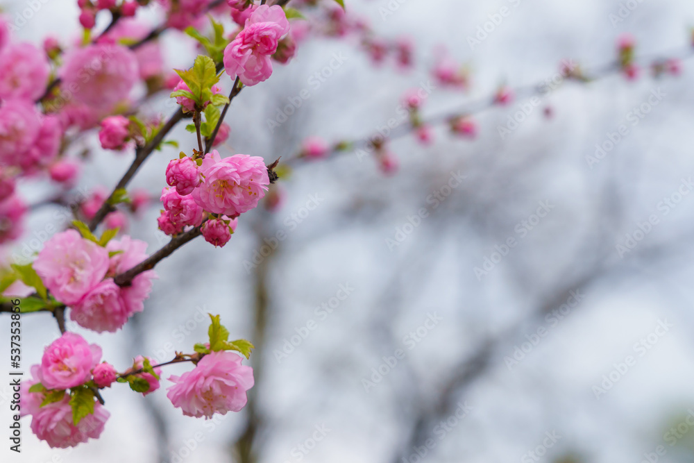 Flowers on a branch of sakura tree with selective focus on a blurred background. Defocused backdrop copy space Flowers on a branch of sakura tree with selective focus on a blurred background. Defocused backdrop copy space