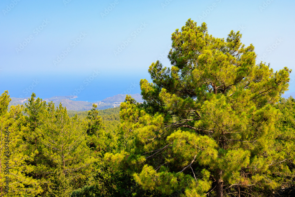 Green coniferous plants in the mountainous part of the Turkish Mediterranean coast. Atmospheric landscape Green coniferous plants in the mountainous part of the Turkish Mediterranean coast. Atmospheric landscape