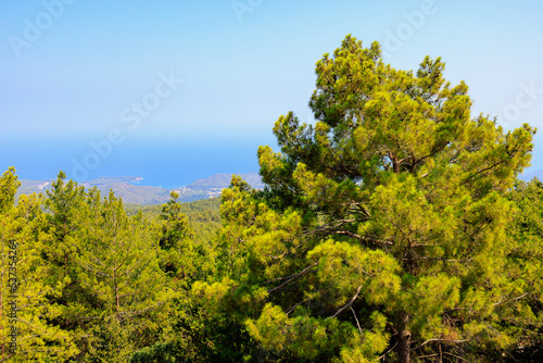 Fototapeta Naklejka Na Ścianę i Meble -  Green coniferous plants in the mountainous part of the Turkish Mediterranean coast. Atmospheric landscape