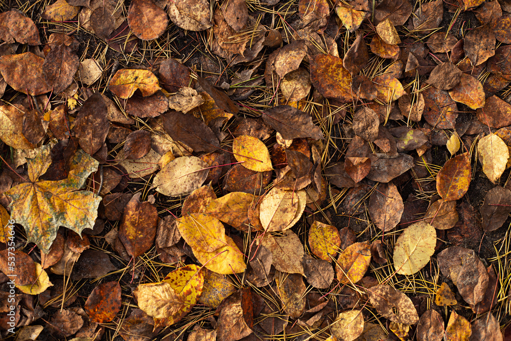 Natural abstract background - yellow and brown leaves on the ground.