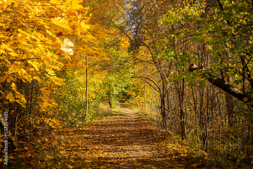 Autumn background - a road in an autumn park. © Олеся Голубенко