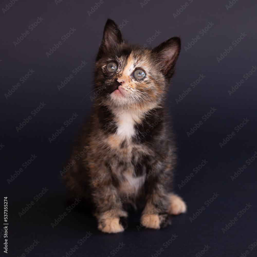 A pet kitten on a black background looks up. A pet kitten on a black background looks up.