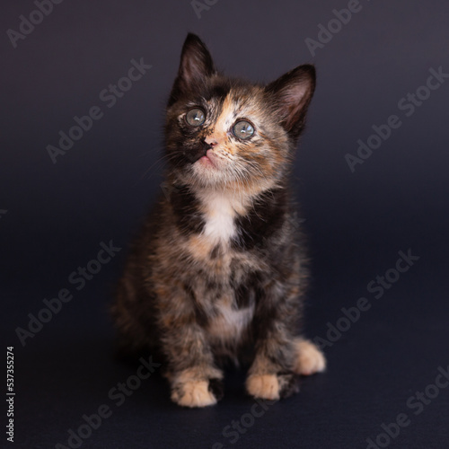 A pet kitten on a black background looks up.