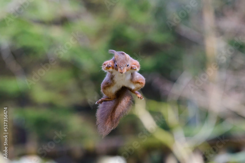 Red Squirrel, Sciurus vulgaris, jumping in mid air, frontal view