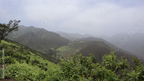 BOSQUE NEBLINA