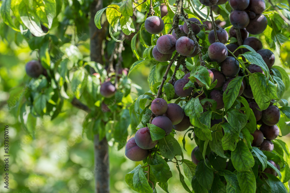 red organic plums on the branches of the tree