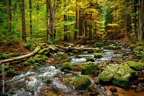 Fototapeta Naklejka Na Ścianę i Meble -  Nature landscape. Beautiful fall mountain wild Forest river with moss cover stones. Forest autumn landscape. Scenery of nature
