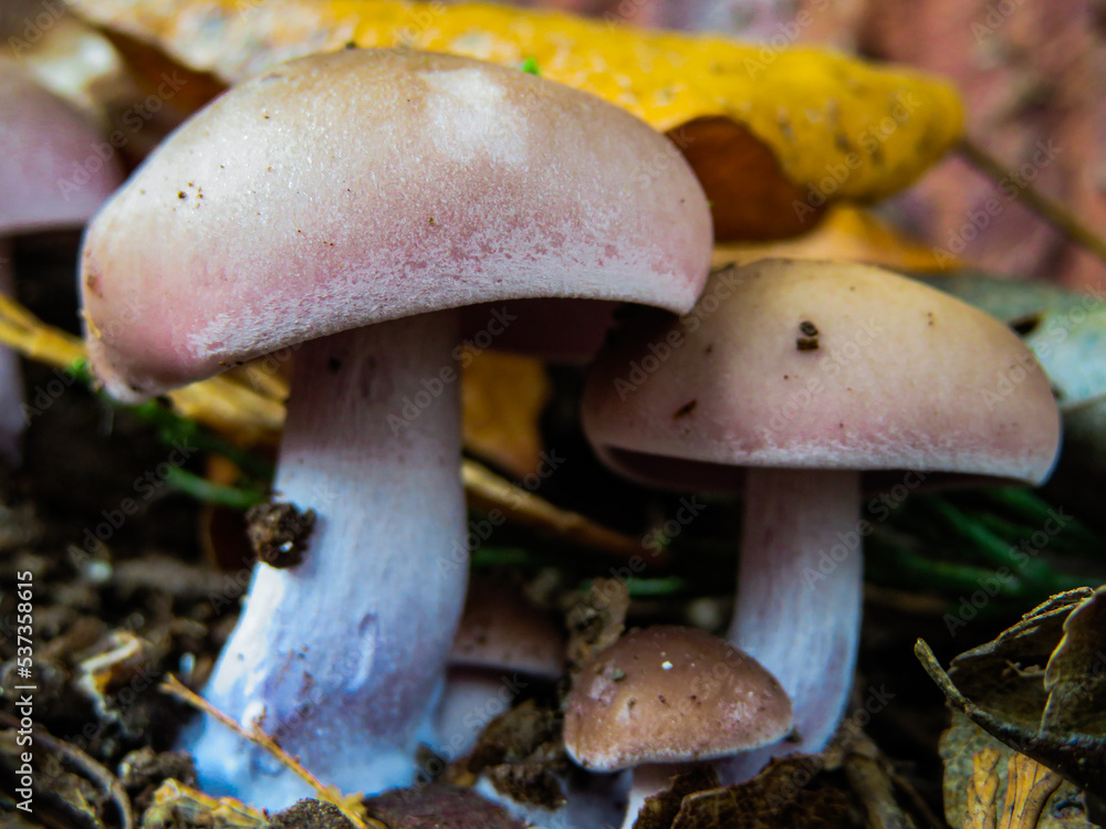 Lepista nuda - Blewit sp. - Wood Blewit - Clitocybe nuda Lepista nuda - Blewit sp. - Wood Blewit - Clitocybe nuda