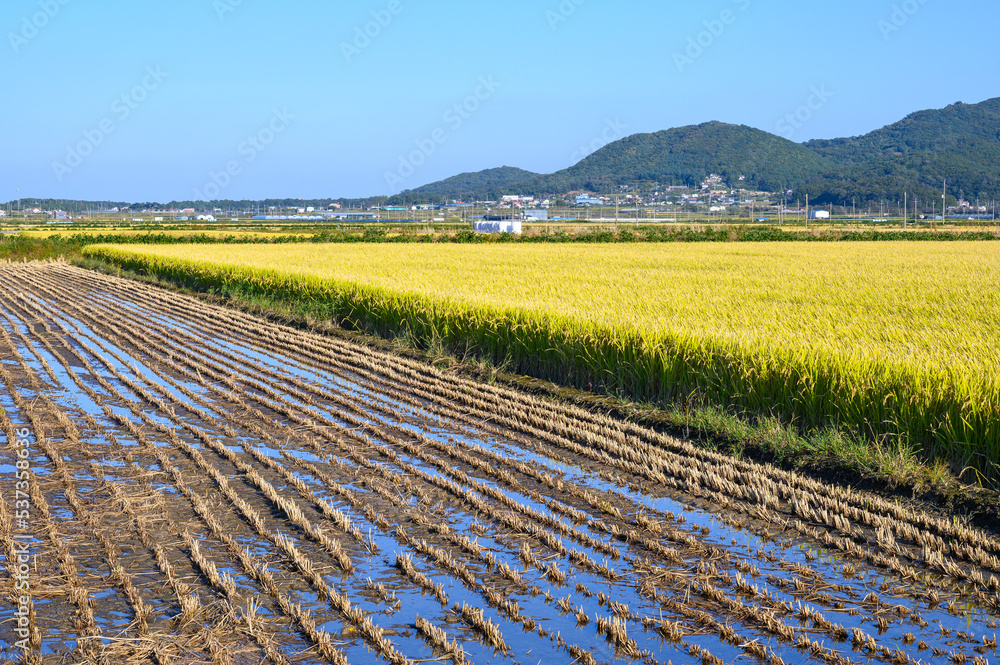 Korean traditional rice farming. Autumn rice field landscape. Korean rice paddies.Rice field and the sky in Ganghwa-do, Incheon, South Korea.