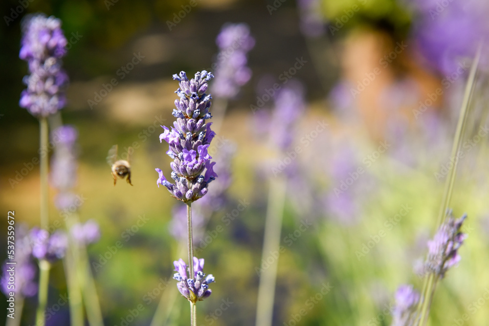 A honey bee flying towards lavender flower to collect pollen A honey bee flying towards lavender flower to collect pollen