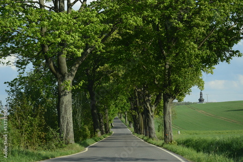 stromy popri ceste photo