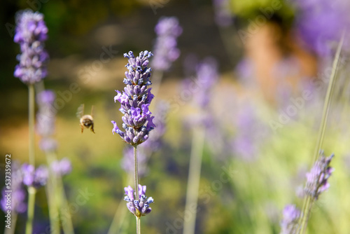 A honey bee flying towards lavender flower to collect pollen