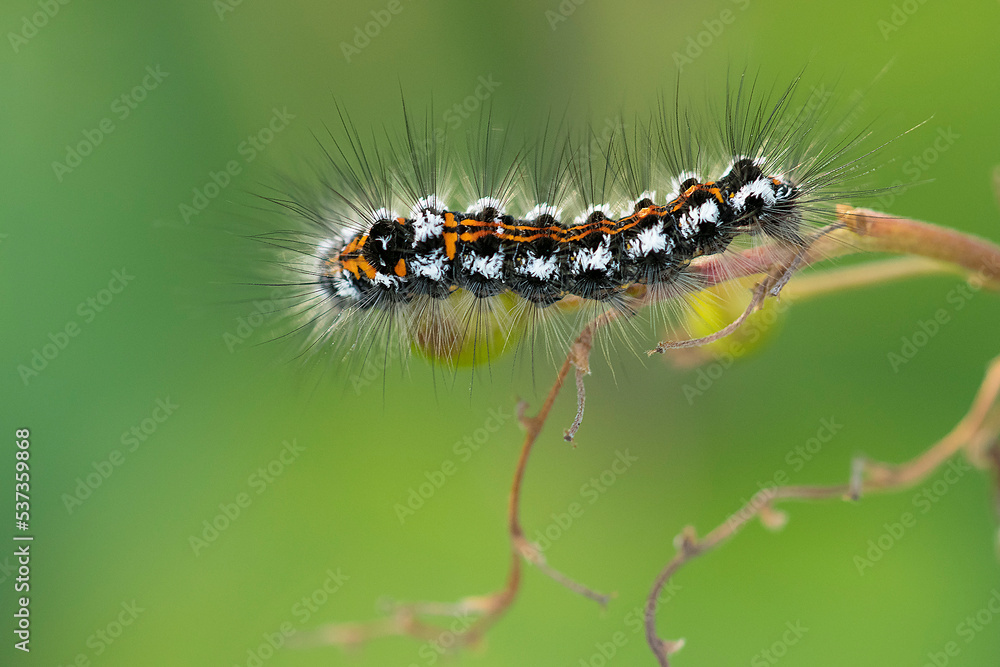 Yellowtail (Euproctis similis) butterfly caterpillar on a twig in the dunes