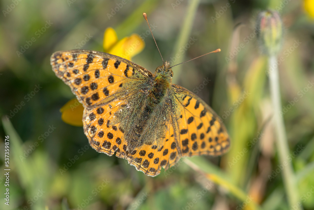 Obraz premium Queen of Spain Fritillary (Issoria lathonia) resting on plant in the dunes