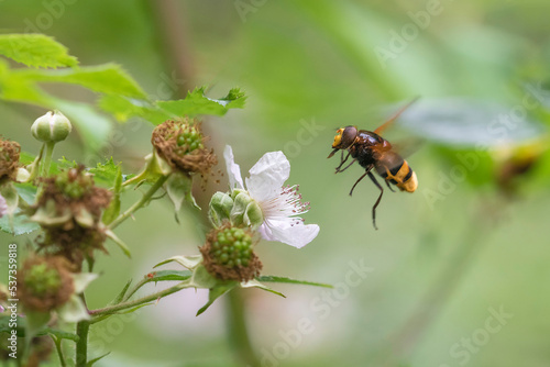 Hornet Mimic Hoverfly (Volucella zonaria) adult about to take off from Bramble (Rubus fruticosus) © Wim Verhagen