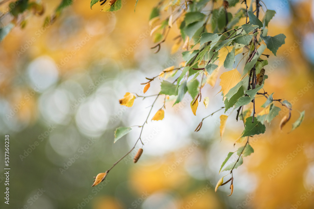 Obraz premium Beautiful autumn leaves on the trees on a sunny day.